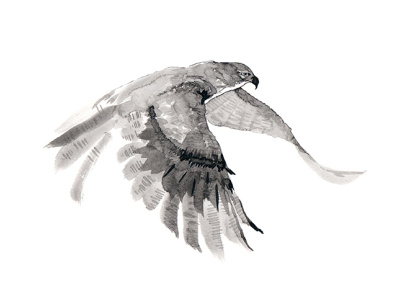 Perfect bird. 2d art artwork bird design drawing eagle falcon flying bird freedom graphic illustration