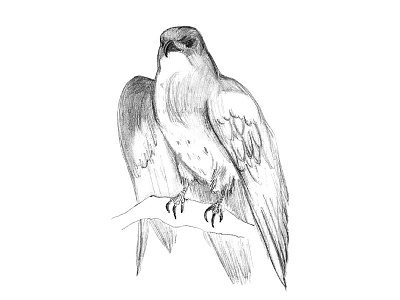 Predator sketch 2d artwork bird bird of prey design draft drawing falcon graphic hawk illustration predator sketch study vermin