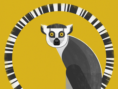 Ring Tailed Lemur