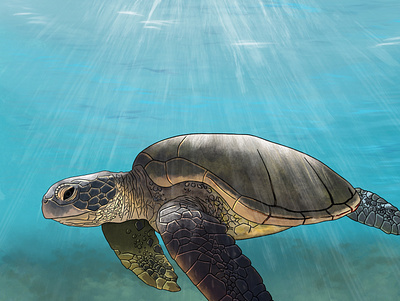 Sea Turtle digital art digital drawing ipadpro ocean procreate turtle