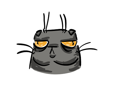 Scottish fold cat face.