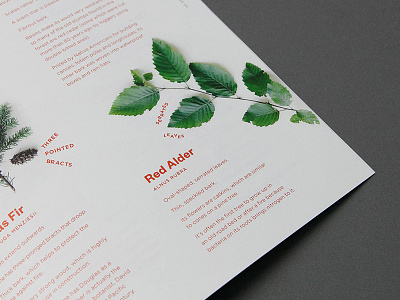 Ampersand interior editorial magazine plans trees