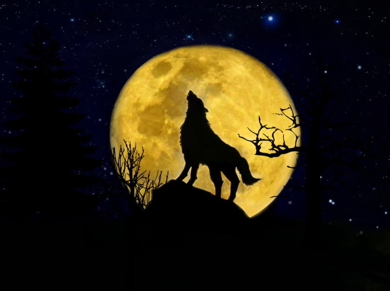 Photoshop edits - wolf howling at the moon by Avon John Pereira on Dribbble