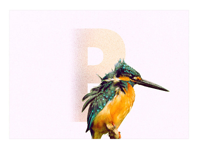 B /// Bird design font graphic design text type typography