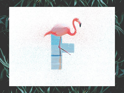 F /// Flamingo