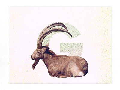 G /// Goat design font graphic design text type typography