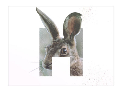 H /// Hare animal bunny design font graphic design hare rabbit text type typography