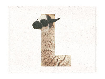 L /// Llama animal design font graphic design llama text type typography