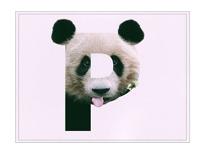 P /// Panda animal design font graphic design panda text type typography
