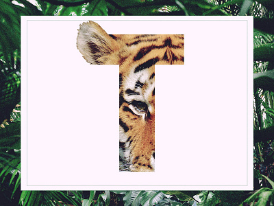T /// Tiger alphabet animal graphic design letter tiger typography