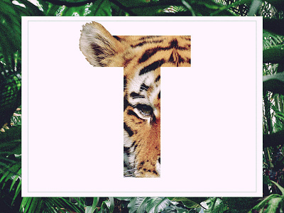 T /// Tiger