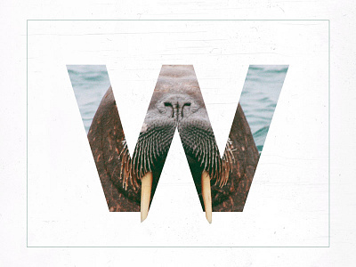 W /// Walrus alphabet animal graphic design letter typography walrus