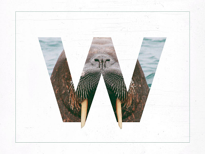 W /// Walrus