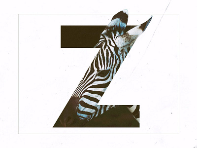 Z /// Zebra alphabet animal graphic design letter typography zebra