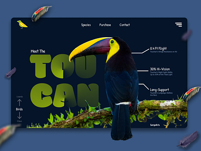 Toucan Bird (Birds Org Page)