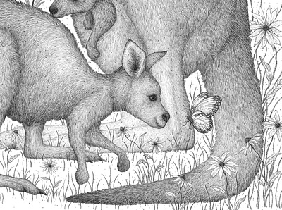 Kanga and Roos artwork australian animals australian art black and white art detailed drawing drawing illustration ink drawing kangaroo kangaroo art melbourne illustrator wildlife art