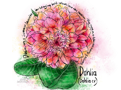 Dahlia dahlia floral art flower inktober2020 procreate watercolor