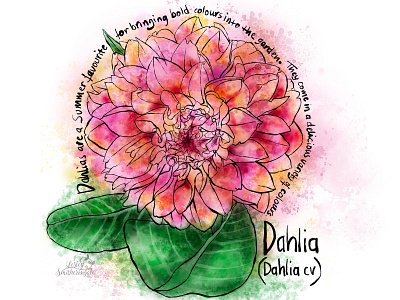 Dahlia