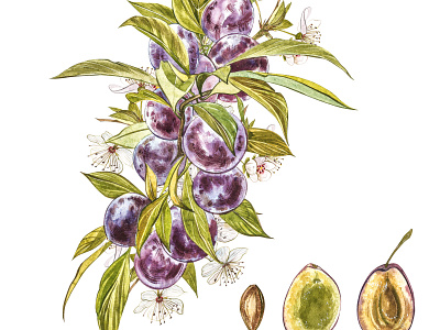 Plum aquarelle artwork botanical botanical illustration branch clipart drawing garden green hand drawn plum plume watercolor