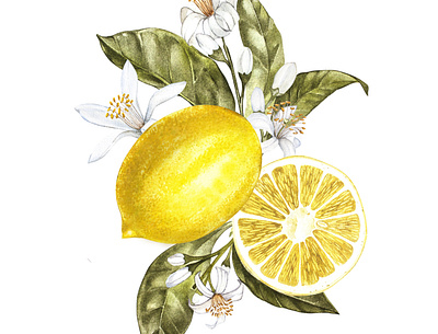 Lemon aquarelle artwork botanical botanical illustration branch citrus clipart drawing garden green hand drawn lemon lemon tree logo tree watercolor yellow