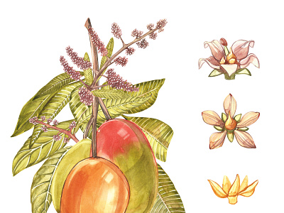 Mango aquarelle botanical botanical illustration branch clipart garden green hand drawn illustration juice mango watercolor