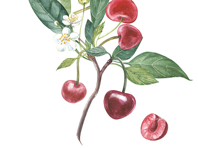 Cherry aquarelle artwork botanical botanical illustration branch branding cherry clipart hand drawn illustration watercolor
