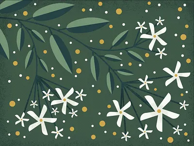 Vine of Star Jasmine floral illustration vector art