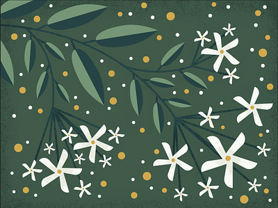 Vine of Star Jasmine floral illustration vector art