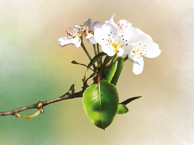 apricot flower