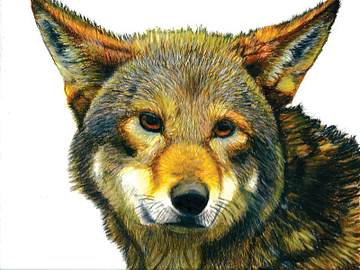 Wolf animal animal art wolf