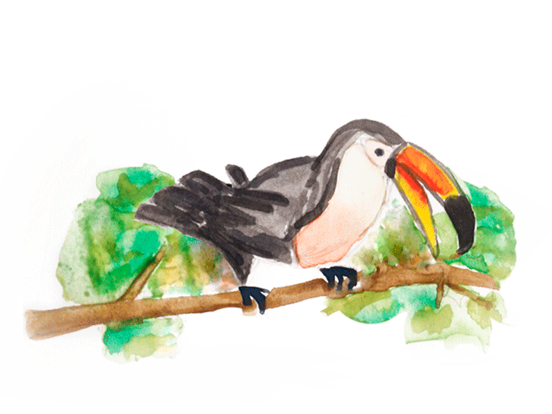 Toucan - Moving birds acuarella animation gif ilustration toucan watercolor