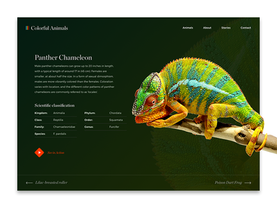 Colorful Animals Vol2 animals chameleon colorful panther slider