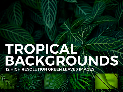 12 Tropical Leaves Backgrounds backgrounds foliage garden green hero image jungle leaf leaves natural nature organic palm tropical wallpaper