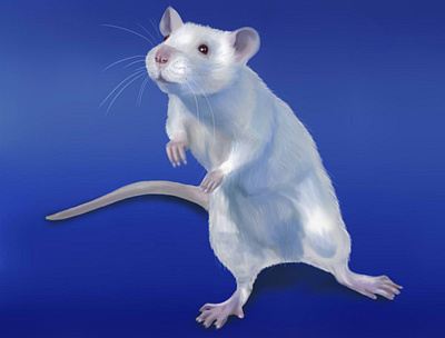 rat blue draw illustration mouse paint paint tool sai rat sai white mouse