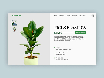 Plants shop design e comerce illustration minimal plants typography web