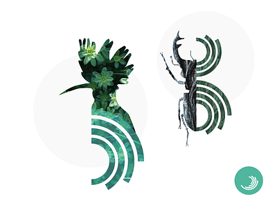 DHP Brand illustrations beetle bird brand illustration collage conservation consultancy illustration nature