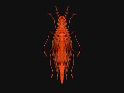 Narrow red insect composition fantasy freelance illustrator illustration imagination insect insects lineart nature personal project red symmetry