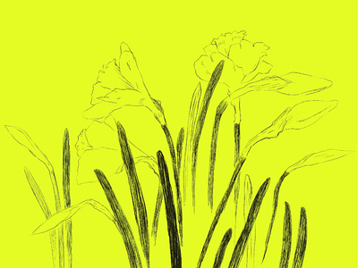 Daffodil season daffodil drawing flower illustration nature spring