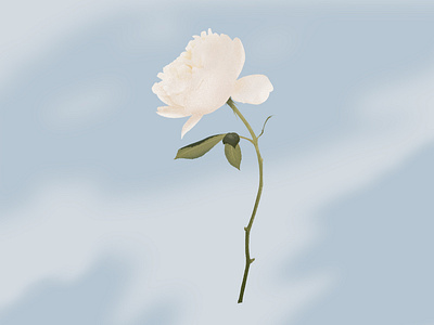 White rose illustration dissolve dots drawing flower green illustraion illustrator light minimalist nature photoshop rose shadow white