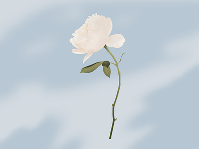 White rose illustration