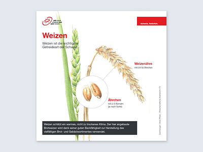 Illustrations for Swiss Bread dctrl design illustration swiss switzerland zurich