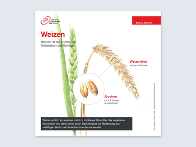 Illustrations for Swiss Bread