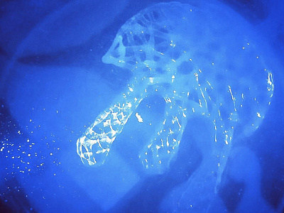 A jellyfish made with hot glue. 3days blue hot glue jellyfish