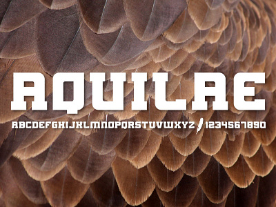 AQUILAE - Slab Serif america aquilae eagle feathers font slab serif sports sports fonts typeface
