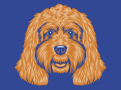 Cockapoo Illustration for Golden Doodle Goods™ animal apparel cockapoo dog dog illustration dog lover golden doodle goods illustration puppy shirt design
