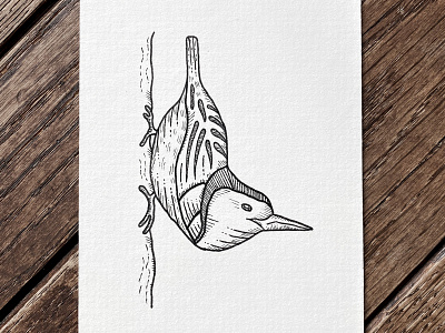 White-breasted Nuthatch crosshatch doodle drawing illustration indianaartist ink nature pen penandink sketch