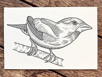 Evening Grosbeak bird drawing illustration indianaart indianaartist ink pen sketch wildlife