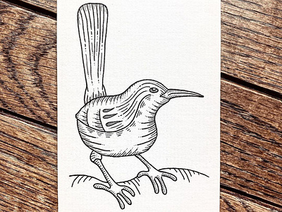 Carolina Wren bird drawing feederbird illustration indiana ink nature penandink sketch wildlife