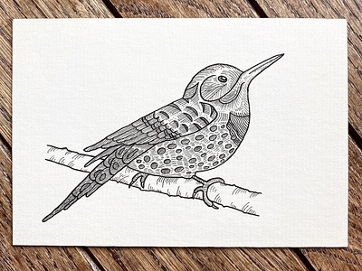 Northern Flicker