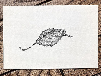 Dry Leaf autumn doodle drawing fall fineline illustration indiana leaf linework nature outdoors penandink shading sketch stipple tree